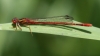 J17_3979 Xanthocnemis zealandica male